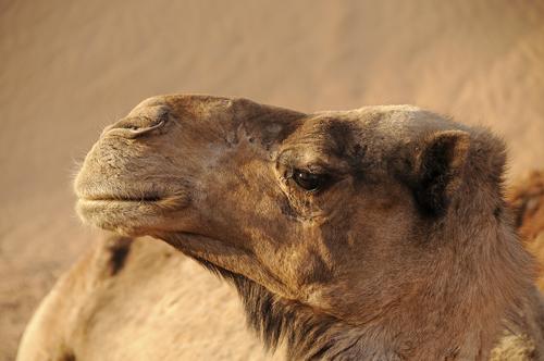 Итальянский гонщик Петруччи заявил, что в Саудовской Аравии верблюды ценятся дороже женщин 
