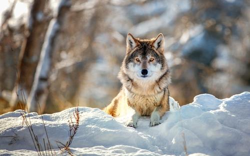 В Хабаровском крае волки начали нападать на сельских собак