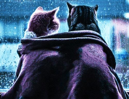 Нет денег – прыгайте и обнимайте котов: как в Европе справляются с нехваткой средств на зимнее отопление
