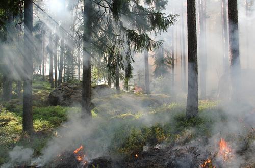 Увеличенное финансирование на борьбу с пожарами - 14,2 млрд рублей - доведено до регионов