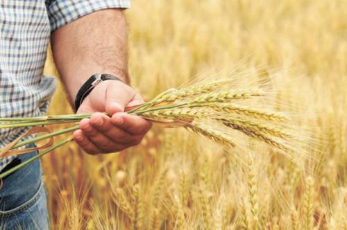 На Россию и Украину приходилось более трети мирового экспорта зерновых