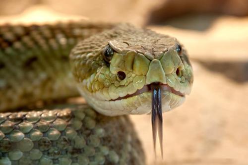 Герпетолог Владимир Черлин предупредил, что змей можно встретить в любом регионе России