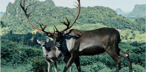 Тиманская группировка дикого северного оленя страдает из-за отсутствия особо охраняемых природных территорий 
