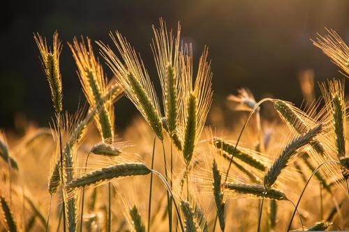 Боррель сообщил, что хранилища Украины забиты зерном, и ЕС поможет опустошить их, чтобы освободить место для нового урожая