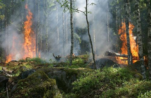 В Сибири горит более 20 тыс. гектаров леса