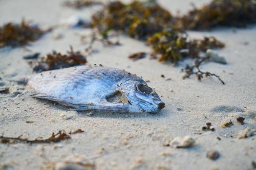Начиная с октября прошлого года в Англии фиксируют крупные выбросы мертвых крабов, омаров и других морских обитателей