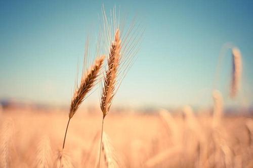 Экс-замминистра сельского хозяйства и продовольствия Холод: критически маленький урожай в Европе может привести к голоду
