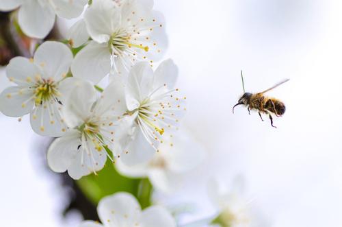 Почему вымирают пчёлы или как остановить пчелиный апокалипсис