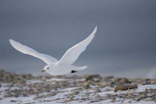 Экспедиция для изучения популяции белой чайки направилась в Карское море 