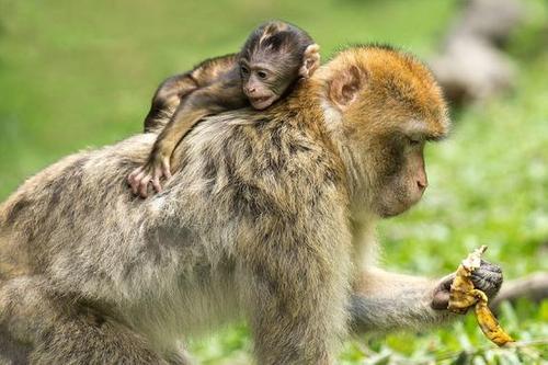 В ВОЗ идут активные обсуждения по проблеме «обезьяньей оспы»