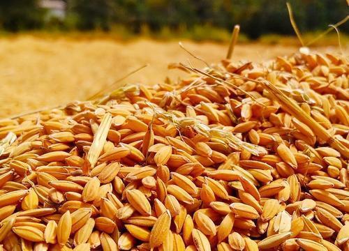Sabah сообщило, что Турция сможет приобретать украинское зерно по ценам ниже мировых