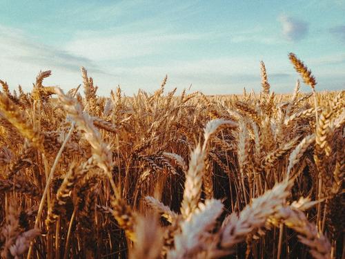 Bloomberg: 50 миллионов тонн зерна могут перевезти из Украины и России по зерновому коридору до конца года