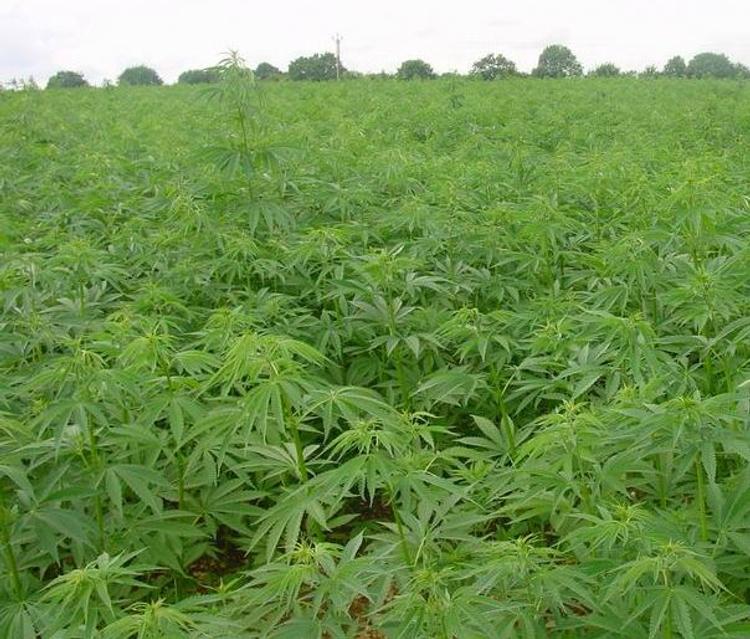 Купить коноплю в хабаровске как из дикой конопли вырастить