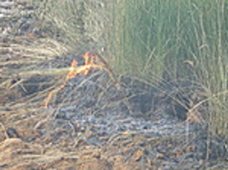 Гринпис и добровольцы помогают тушить пожары в Тверской области