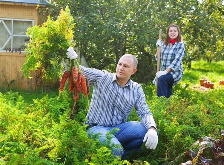 Дачники и сельчане создали фактически вторую аграрную экономику