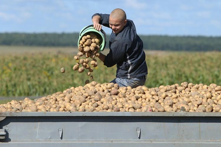 Сахалинская область завершает уборку овощных культур