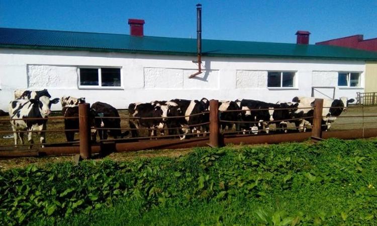 Сахалинская область сегодня полностью обеспечена собственной сельхозпродукцией