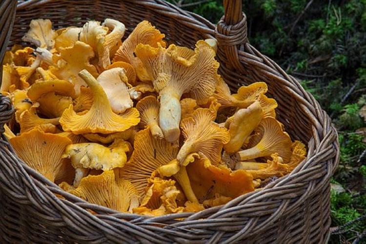 Врачи рассказали, кому и почему нельзя есть грибы