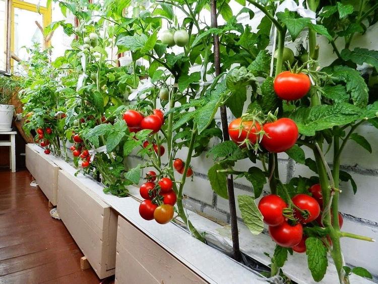 Городское земледелие на балконах становится популярнее и выгоднее дачного
