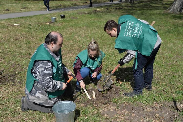 В Челябинске высадили две аллеи уникальных даурских лиственниц