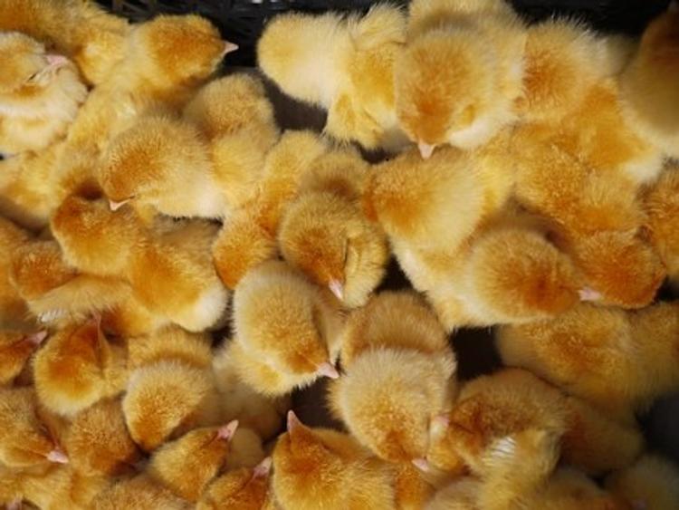 В Грузии из выброшенных на помойку яиц вылупились цыплята