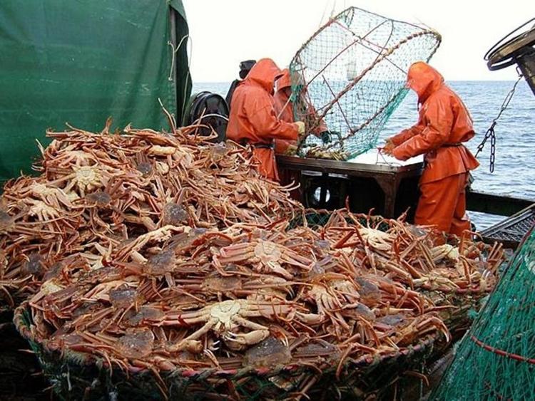 «Крабовый закон» утянет регионы на дно?