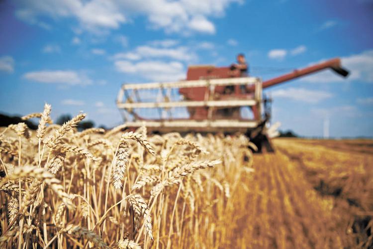 России угрожает рекордный урожай