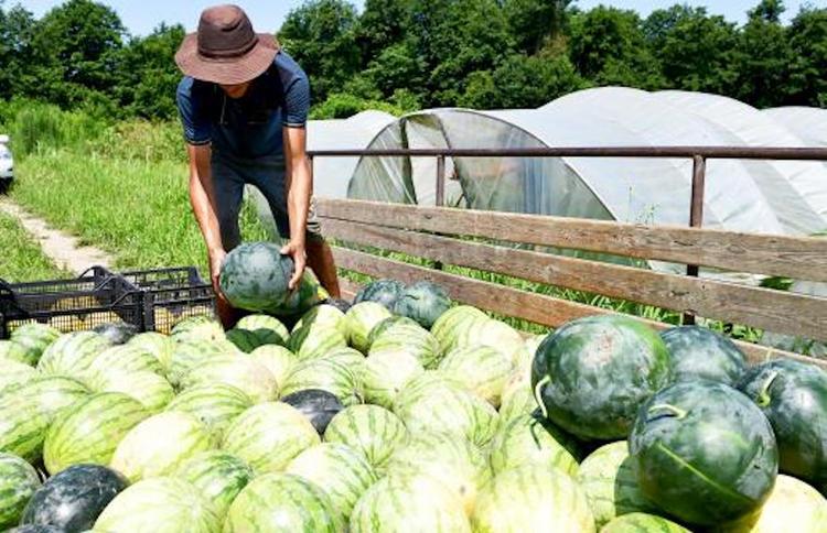 Фермерам Хабаровского края помогут с реализацией продукции
