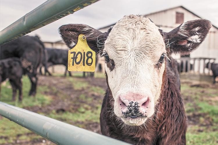 В США могут погибнуть миллионы коров