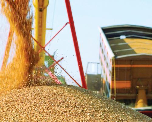 Россия наращивает поставки зерна в Африку