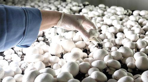 Россия импортирует грибы из Беларуси и Китая