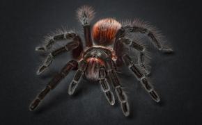 Изменение климата может привести к появлению тарантулов в Москве