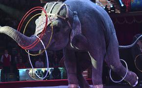 С нового года в России введут пенсии для цирковых животных