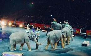 Цирковая труппа со слонами не может выехать из Сочи из-за карантина