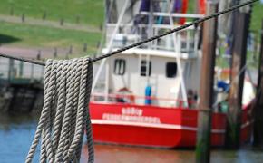 Власти Краснодарского края запретили ловить в море мидий и креветок
