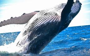В Австралии горбатый кит ранил женщину