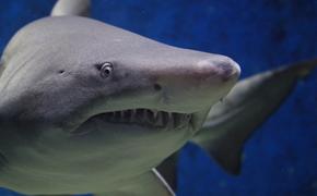 В Австралии серфер избил акулу и спас супругу