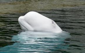 В дельфинарии в Сочи кит укусил ребенка за бедро