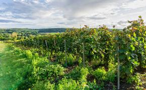 Кто мешает вырастить виноград в Тульской области