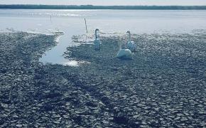 «Ситуация критичная. Рыба дохнет». В Краснодарском крае экологическая катастрофа - нет пресной воды