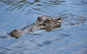 На австралийском курорте поймали 350-килограммового крокодила