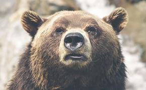 В Италии поймали особо опасного медведя