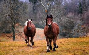 Во Франции ищут серийных убийц лошадей