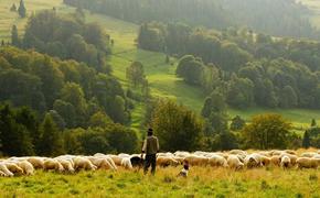 В Астраханской области от удара молнии скончались пастух и несколько овец