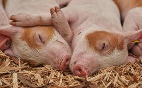 Китай запретил импорт свинины из ФРГ из-за африканской чумы