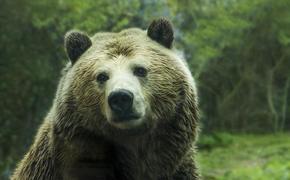 В Якутии 84-летняя бабушка столкнулась в лесу с медведем и одна смогла отпугнуть хищника
