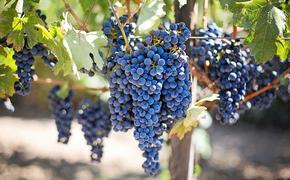 Агроном Викулов заявил, что виноградом нельзя злоупотреблять из-за большого количества сахаров
