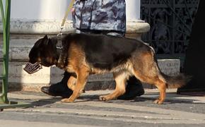 Президент РКФ Голубев рассказал, как собак учат выявлять зараженных COVID-19