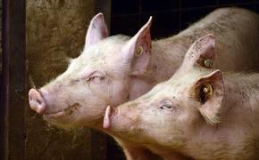 В ряде районов Самарской области ввели режим ЧС из-за африканской чумы свиней 