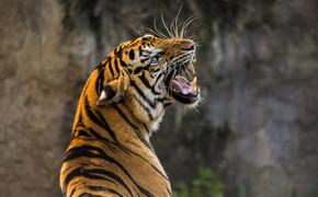 По факту гибели амурского тигра в Хабаровском крае могут возбудить уголовное дело